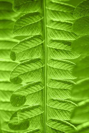 Green leaf. Green leaf of fern black background. Symbol Wildlife Ecology.  Selective focus. Soft focus on the background. の写真素材