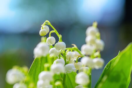 Flower Spring Lily of the valley Background Horizontal Close-up Macro shot. Bouquet of lilies of the valley in vase against blue sky. Natural nature background with blooming beautiful flowers lilies of the valley lilies-of-the-valley.の写真素材