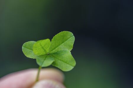 Clover for good luck. Green clover in the sun close-up. Four leaf clover background for good luck. の写真素材