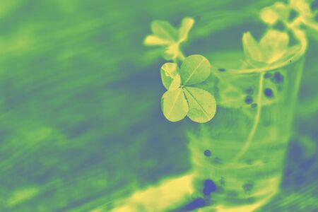 Toned photo of a four leaf clover in green yellow tones.  Four-leaf clover glass with water  wooden background. Green four leaf clover in the sun close-up. Clover for good luck.の写真素材