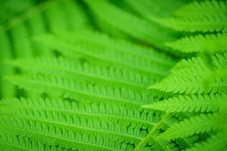 Fern Leaves Ecology Concept. Green background for advertising wildlife. Eco concept.の写真素材