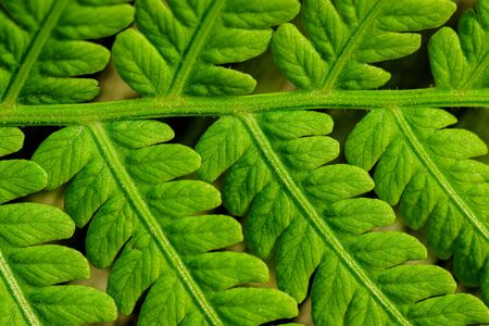 Green leaf of fern black background. Wildlife Paportik. Green leaf. Symbol Wildlife Ecology. の写真素材