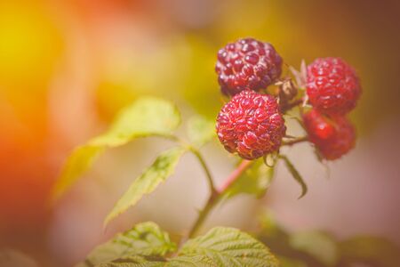 Raspberries in the sun. Photo of ripe raspberries on a branch. Raspberries on a branch in the garden. Red berry with green leaves in the sun.の写真素材