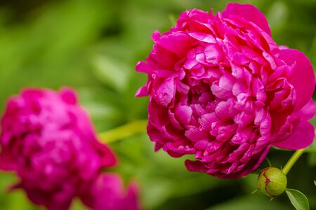 Peony. Money flower of happiness. Peony Flower. Peony close-up.の写真素材