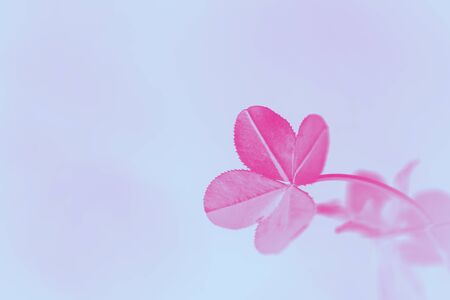 Four leaf clover closeup tinted in pink raspberry color. Clover for good luck in pink tint. Close-up raspberry clover in bed colors for girls.の写真素材