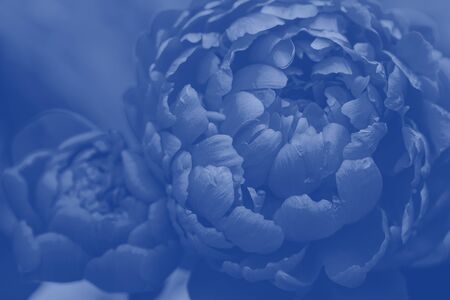 Purple tinted peony flower.  Peony. Peony flower close-up.の写真素材