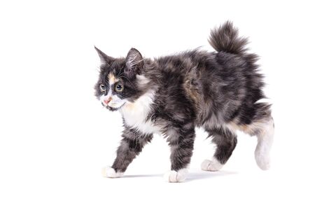 American bobtail on a white isolated background.の写真素材