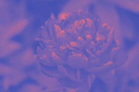 Peony Flower. Violet-orange tinted peony flower. Selective focus on Peony Flower. Toned peony macro photo. の写真素材