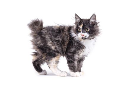 Kuril bobtail kitty on a white background isolated. Multi-colored little kitten of breed Bobtel isolated white background.の写真素材