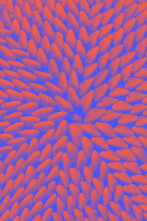 Background of shells in blue and coral color. Abstract concept from group of sea shells. Seashells texture top view.の写真素材