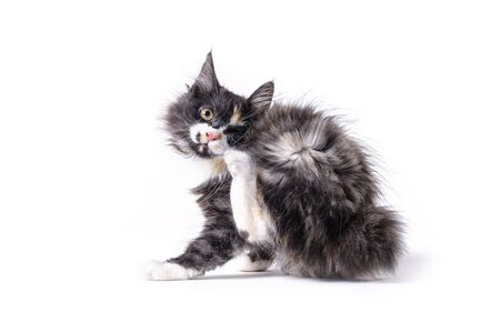 Multi-colored little kitten of breed Bobtel isolated on a white background .の写真素材