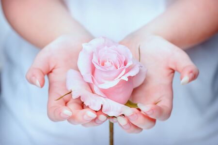 Nails, hands, rose close-up. Natural manicure nails. Beautiful girl hands holding pink rose. Rose in the hands girl. Beautiful, natural fingernails. Nails, hands, rose close-up.の写真素材