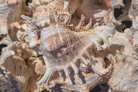 Background from exotic shells. Concept group of sea shells.Sea mollusks close-up. Seashells background. Top view close up of mollusk.の写真素材