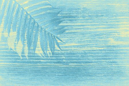 Fern leaf wooden background toned in blue tones. Blue background Ecology Concept Natural Background. Winter wildlife patterns.の写真素材