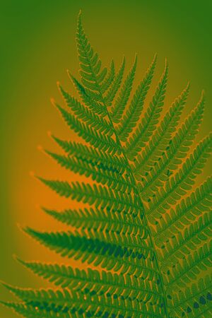 Blooming green fern. Toned photo of wildlife. Wildlife concept. Ecology concept. Green violet background for Eco Concept. Green violet background for Eco Concept.の写真素材