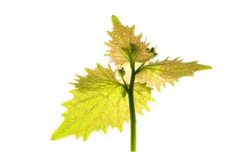 Sapling