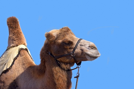Camel with harness on a blue sky backgroundの写真素材