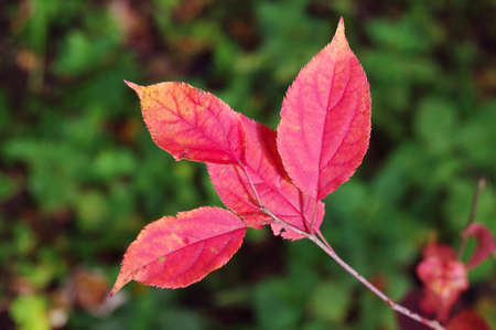 Tree branch  with red leaves in autumn. Soft focus