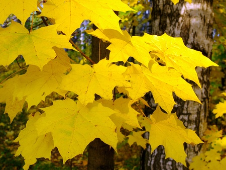 Branch of maple with yellow  leaves in autumn in sunny day