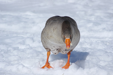 Gray goose on white snowの写真素材