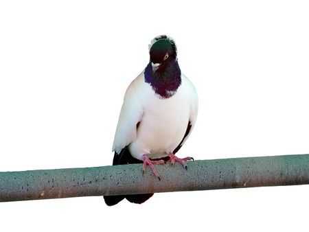 Carrier pigeon on a tree branchの写真素材