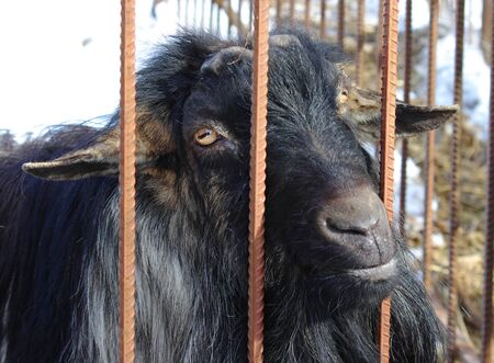 Black goat without horns in a cellの写真素材