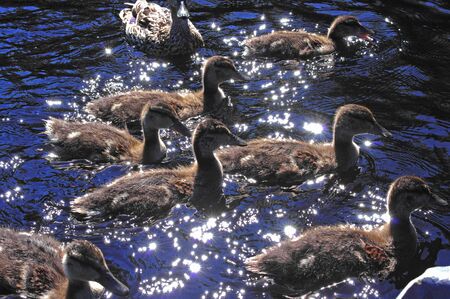 A flock of chicks duck on the water in sunlight glareの写真素材