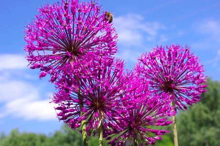 Flowers of decorative onion in sunny day with one single beeの写真素材