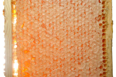 Honeycomb isolated on whiteの写真素材
