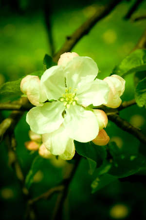 Apple blossom close-up. Shallow depth of field.の写真素材