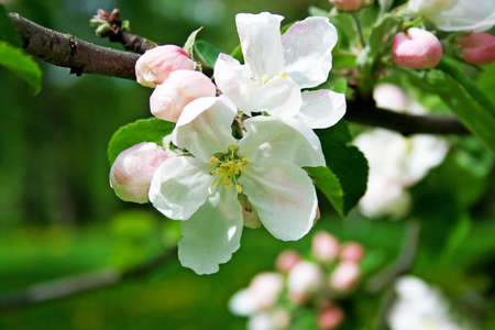 Apple blossom close-up. Shallow depth of field.の写真素材