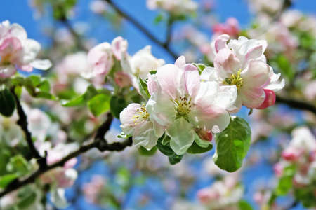 Apple blossom close-up. Shallow depth of field.の写真素材