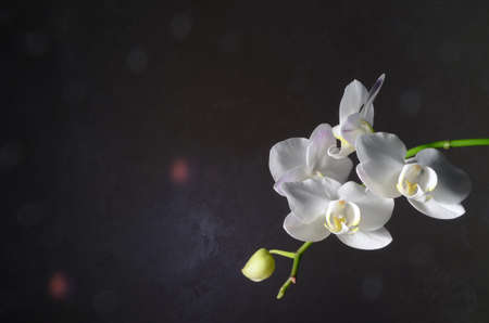White orchid flowers on a dark background.の写真素材