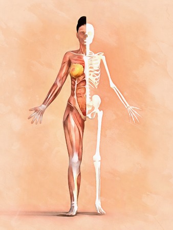 Woman skeleton. Anatomy of muscular systemの写真素材