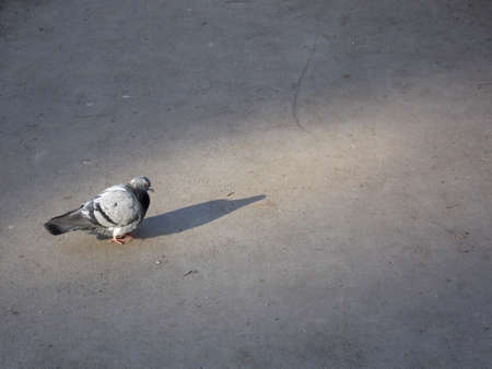 pigeon on the pavementの写真素材