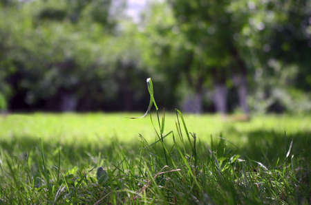 Ð¢ÑÐ°Ð²Ð¸Ð½ÐºÐ°の写真素材