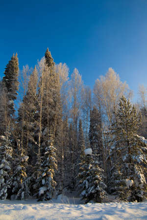 snow forest against a blue sky at sunset of a sunny dayの写真素材