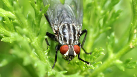 Orange eyed fly sitting on the green grass. Macro closeup from the front.の写真素材