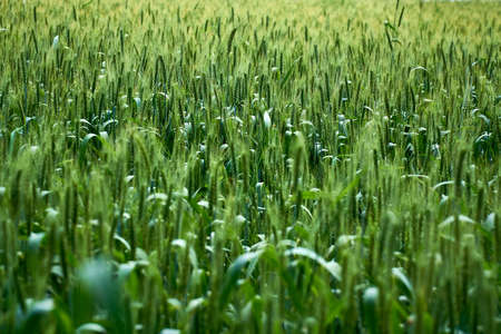 Young wheat green grass on a field closeup.