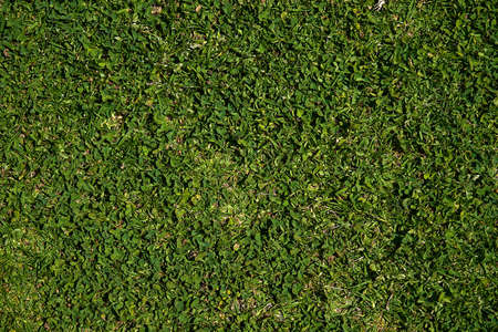 Green grass natural background texture top view.の写真素材