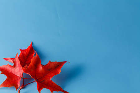 Red autumn maple leaves lay on blue shadeless backgroundの写真素材