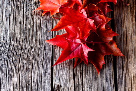 Fall on leaves on weathered table with copyspace. Autumn forest background.の写真素材