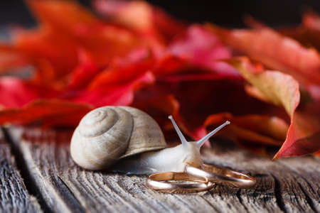 Wedding decoration. Red leaves on weathered table with wedding rings and big snailの写真素材