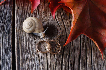 Wedding decoration. Red leaves on weathered table with wedding rings and big snailの写真素材