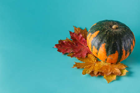 Colored pumpkin and fall harvest on aquamarine shadowless backgroundの写真素材