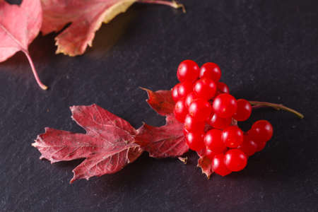 Red viburnum on black slate backgroundの写真素材