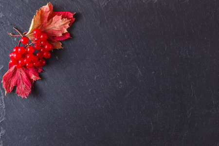 Red viburnum on black slate background with place to textの写真素材