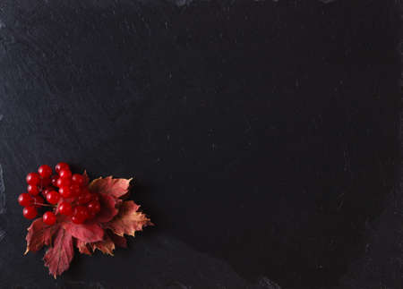 Red viburnum on black slate background with place to textの写真素材