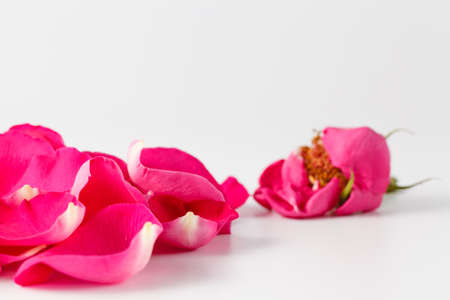 Wedding detail idea. Rose petals and gold wedding ringsの写真素材