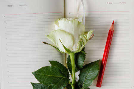 rose and empty notebook page on wood backgroundの写真素材
